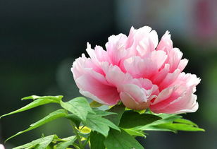 洛陽(yáng)牡丹在河北唐山的家庭栽培探討