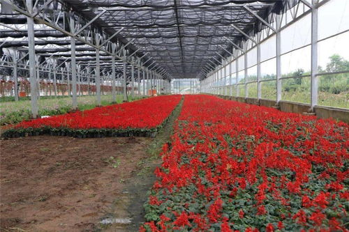 60萬(wàn)株精品花卉扮靚城區(qū)，自然美妝點(diǎn)亮城市容顏