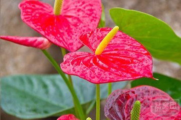 花卉市場(chǎng)中的“國(guó)王” 植物學(xué)名與數(shù)碼產(chǎn)品的聯(lián)想